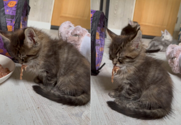 ごはん中におネムになってしまった子猫。口にくわえたお肉がモキュモキュ動いていますが・・、夢の中でミルクでも飲んでいるのでしょうか？