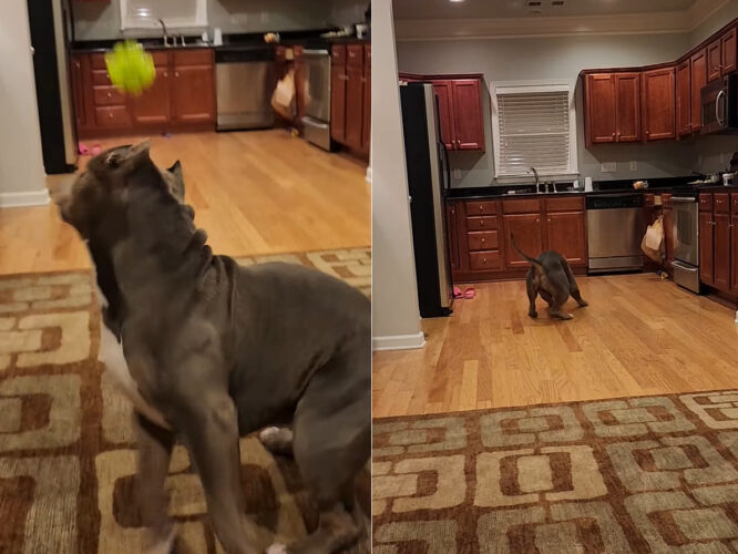 お家の中で遊ぶアメリカンブリー。投げてもらったオモチャを取りに走るのですが、思ったよりもフローリングが滑ったらしく・・【アメリカ・動画】