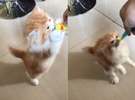 おやつに夢中の子猫。ペースト状のおやつが入っているチューブを絶対に離したがらなかった結果、なんだかスゴい体勢に！！【海外・動画】