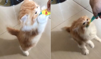おやつに夢中の子猫。ペースト状のおやつが入っているチューブを絶対に離したがらなかった結果、なんだかスゴい体勢に!!【海外・動画】