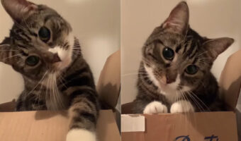 不思議そうに首を右に左に・・。インカメラから映し出された自分の姿に、猫は「ニャんニャんだ?」とかわいいリアクション【海外・動画】