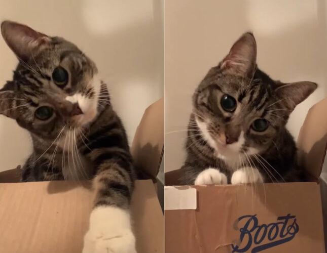 不思議そうに首を右に左に・・。インカメラから映し出された自分の姿に、猫は「ニャんニャんだ？」とかわいいリアクション【海外・動画】