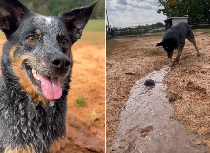 オーストラリアン・ヒーラーは泥遊びの達人！水をまいてもらうと、水路を作ろうとえっさほっさと土を掘り進めていきます！！【アメリカ・動画】