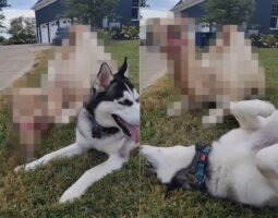 ハスキー犬のお友達の正体にビックリ！寄り添うようにしてくつろいだり、じゃれ合っているその動物とは！？【アメリカ・動画】
