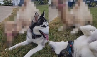 ハスキー犬のお友達の正体にビックリ!寄り添うようにしてくつろいだり、じゃれ合っているその動物とは!?【アメリカ・動画】