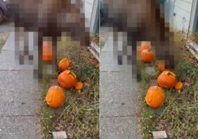 子供たちの力作が！？せっかく作ったジャック・オ・ランタンを「体の大きなある動物」が食べちゃった！？【アメリカ・動画】
