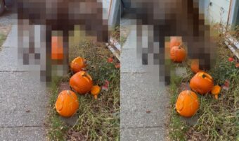子供たちの力作が！？せっかく作ったジャック・オ・ランタンを「体の大きなある動物」が食べちゃった！？【アメリカ・動画】