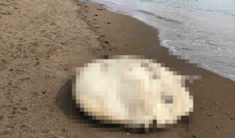 北海道釧路市の海岸にめちゃくちゃデカい“あの生物”が打ち上がっていた!どうすればいいか迷って市役所に問い合わせると「数日中に埋められる」と回答