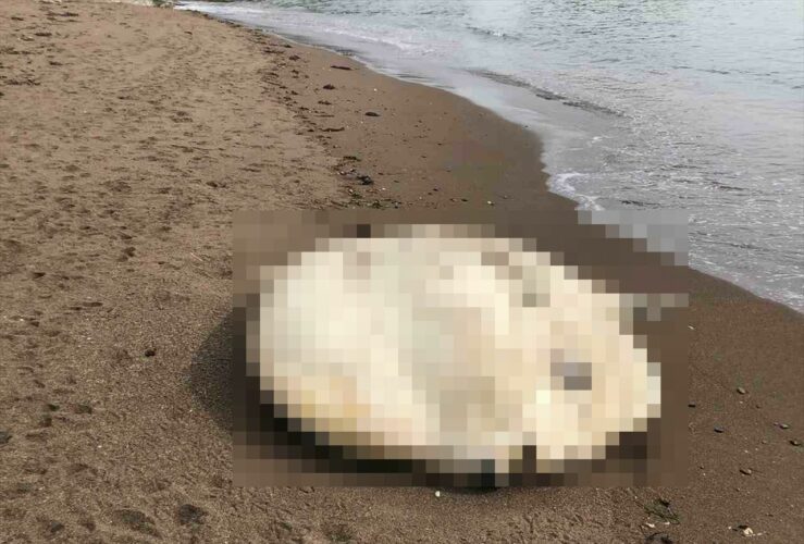 北海道釧路市の海岸にめちゃくちゃデカい“あの生物”が打ち上がっていた！どうすればいいか迷って市役所に問い合わせると「数日中に埋められる」と回答