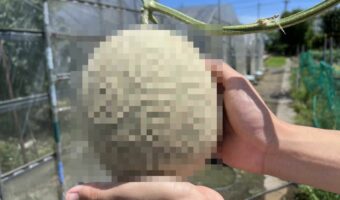 【ワンピース】リアル『ゴムゴムの実』!?が発見されて話題に!「メロンがこんな風になるなんて」「網状の上に別の模様が入っていて不思議すぎる!」