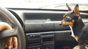 ドライブ中に飼い主さんの手の動きを気にしているミニピン。飼い主さんがある操作をしてみせると・・、大興奮！！【海外・動画】