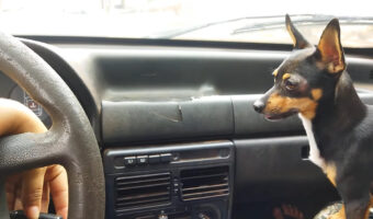 ドライブ中に飼い主さんの手の動きを気にしているミニピン。飼い主さんがある操作をしてみせると・・、大興奮!!【海外・動画】