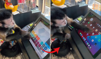 「レジ打ちなら任せて！」とばかりにタブレットを操作するオマキザル。ところが知らない画面が出てきてビックリしたようです【アメリカ・動画】