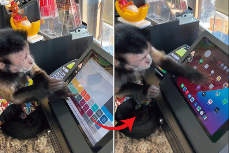 「レジ打ちなら任せて！」とばかりにタブレットを操作するオマキザル。ところが知らない画面が出てきてビックリしたようです【アメリカ・動画】