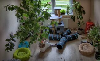 植木鉢の木に登ろうとした猫。ところが目も当てられないハプニングが発生して・・、同じ部屋にいた猫も慌てて逃げ出す事態に！【海外・動画】