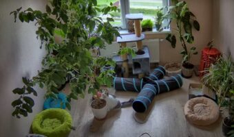 植木鉢の木に登ろうとした猫。ところが目も当てられないハプニングが発生して・・、同じ部屋にいた猫も慌てて逃げ出す事態に!【海外・動画】