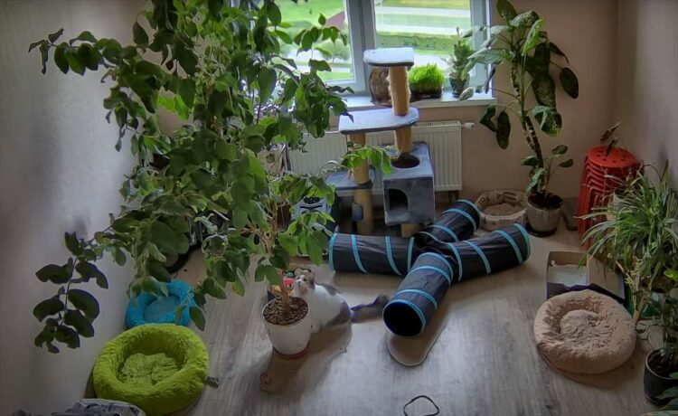 植木鉢の木に登ろうとした猫。ところが目も当てられないハプニングが発生して・・、同じ部屋にいた猫も慌てて逃げ出す事態に！【海外・動画】