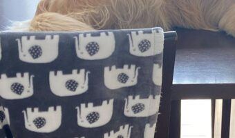 「最近、猫の真似をするから困ってる」まるで猫のようにテーブルの上に座っているゴールデンレトリバーが話題に！