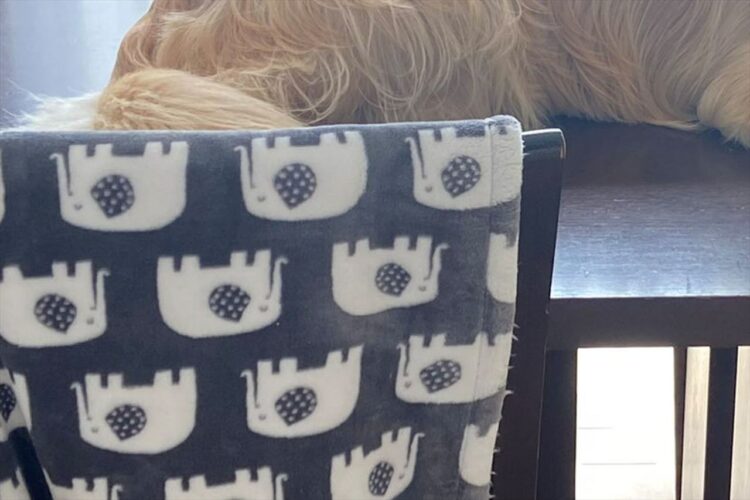 「最近、猫の真似をするから困ってる」まるで猫のようにテーブルの上に座っているゴールデンレトリバーが話題に！