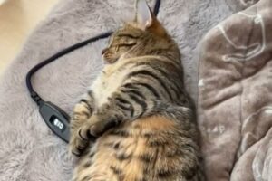 「待って待って！何それどういう伸び？」夢の中でラジオ体操でもしているかのような"可愛い猫の伸び"が話題に！