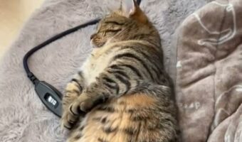 「待って待って!何それどういう伸び?」夢の中でラジオ体操でもしているかのような"可愛い猫の伸び"が話題に!