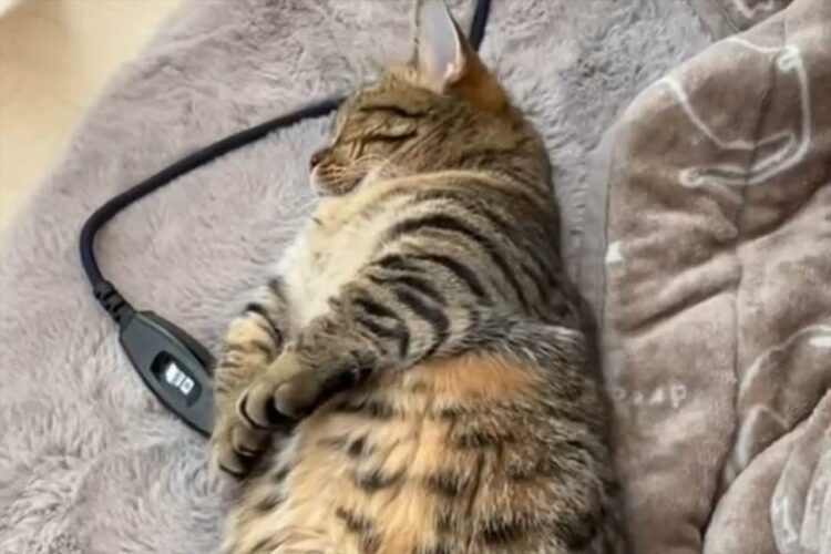 「待って待って！何それどういう伸び？」夢の中でラジオ体操でもしているかのような"可愛い猫の伸び"が話題に！