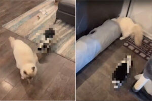 立場逆じゃないの？！逃げ惑う子猫のことを追いかけているのは・・、いつもは追い回されているという『ある小動物』でした【海外・動画】