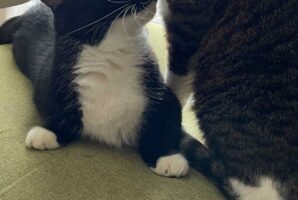 ピンポンが鳴った時の2匹の愛猫が見せたそれぞれのリアクション。弟猫がビックリした相手は、驚いて飛び起きたお兄ちゃん！？