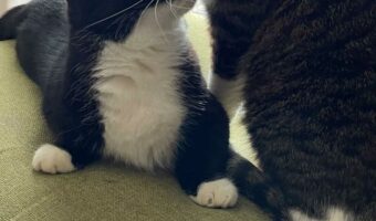 ピンポンが鳴った時の2匹の愛猫が見せたそれぞれのリアクション。弟猫がビックリした相手は、驚いて飛び起きたお兄ちゃん！？