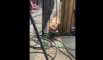 フェンスに頭が挟まって抜け出せなくなっていたピットブル。助けてあげないと！と思いきや・・【海外・動画】