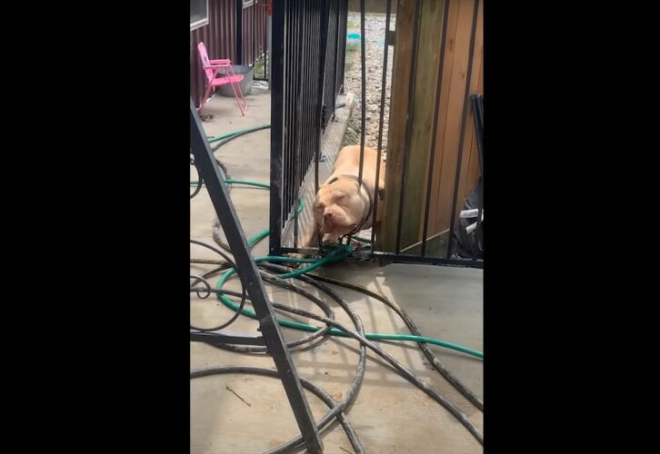 フェンスに頭が挟まって抜け出せなくなっていたピットブル。助けてあげないと！と思いきや・・【海外・動画】