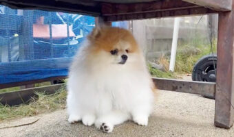 ドッグランでの楽しみ方は犬それぞれ。可愛い姿を見せてくれているポメラニアンに思わずニッコリ。