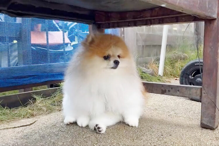 ドッグランでの楽しみ方は犬それぞれ。可愛い姿を見せてくれているポメラニアンに思わずニッコリ。