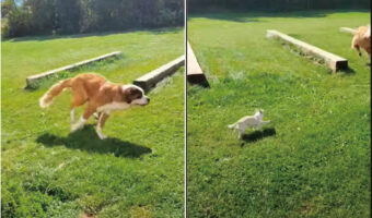 セントバーナードと追いかけっこをするチワワ。威勢よく庭を駆け回っていましたが、自分が追いかけられる側になった途端・・【海外・動画】