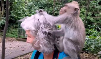 インドネシアにあるサルの聖地「モンキーフォレスト・ウブド」。ある観光客を気に入ったのか、現地のサルがべったりと密着していました