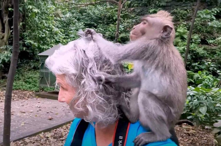 インドネシアにあるサルの聖地「モンキーフォレスト・ウブド」。ある観光客を気に入ったのか、現地のサルがべったりと密着していました