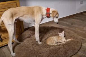 猫にベッドを取られちゃった！困ったサルーキ犬は小さく吠えてみますが、子猫が身を起こす気配はありません。そこでこの子が取った手段とは・・