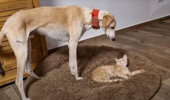 猫にベッドを取られちゃった！困ったサルーキ犬は小さく吠えてみますが、子猫が身を起こす気配はありません。そこでこの子が取った手段とは・・