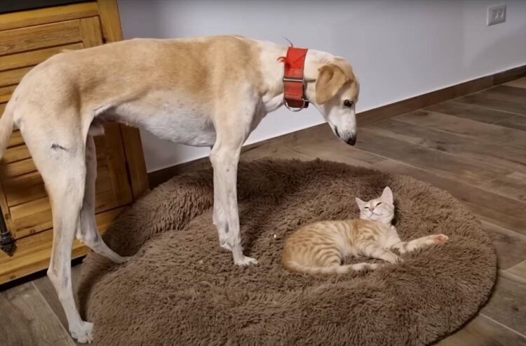 猫にベッドを取られちゃった！困ったサルーキ犬は小さく吠えてみますが、子猫が身を起こす気配はありません。そこでこの子が取った手段とは・・