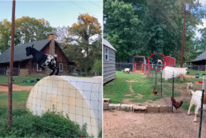 いつもはフェンスを楽々飛び越えられるというヤギ。ところがこの日に限ってうまくいかなかったのです・・【アメリカ・動画】