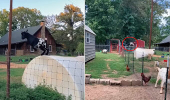 いつもはフェンスを楽々飛び越えられるというヤギ。ところがこの日に限ってうまくいかなかったのです・・【アメリカ・動画】