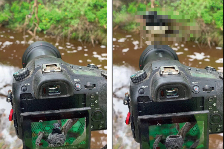 ウィリーセキレイの巣の撮影をしていたら・・、とっても嬉しい奇跡の出会いが起きました！！【海外・動画】