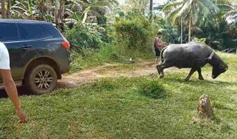 すさまじいパワーを披露するスイギュウ。ぬかるみにハマっていた車をなんと1頭だけで引き上げてしまいました!!【海外・動画】