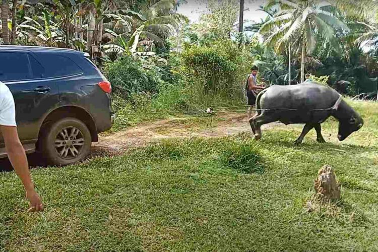 すさまじいパワーを披露するスイギュウ。ぬかるみにハマっていた車をなんと1頭だけで引き上げてしまいました！！【海外・動画】