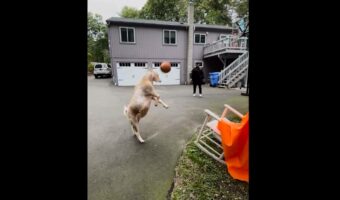 ヤギの特技はバスケットボール!?頭突きが得意なヤギらしく、ヘディングでパスを返していきます!!【アメリカ・動画】