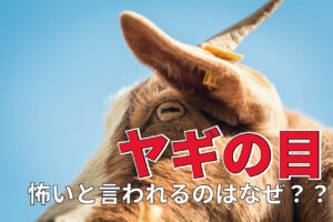 「ヤギの目」はなんだか奇妙で怖い！？なぜ不思議な瞳の形をしているの？？