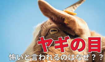 「ヤギの目」はなんだか奇妙で怖い!?なぜ不思議な瞳の形をしているの??