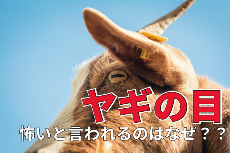 「ヤギの目」はなんだか奇妙で怖い！？なぜ不思議な瞳の形をしているの？？