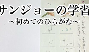 高級どんぐり『どんべり』!ひらがな練習ドリルの珍回答がセンス抜群!