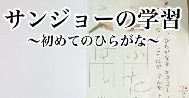 高級どんぐり『どんべり』！ひらがな練習ドリルの珍回答がセンス抜群！